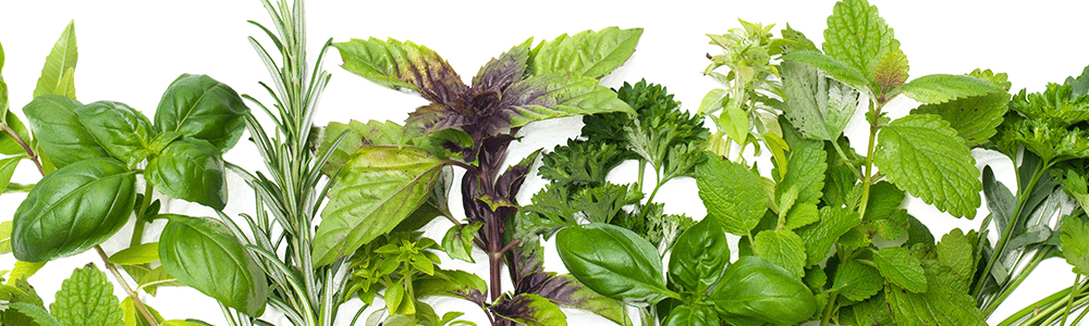 Bio Veggie Dishes